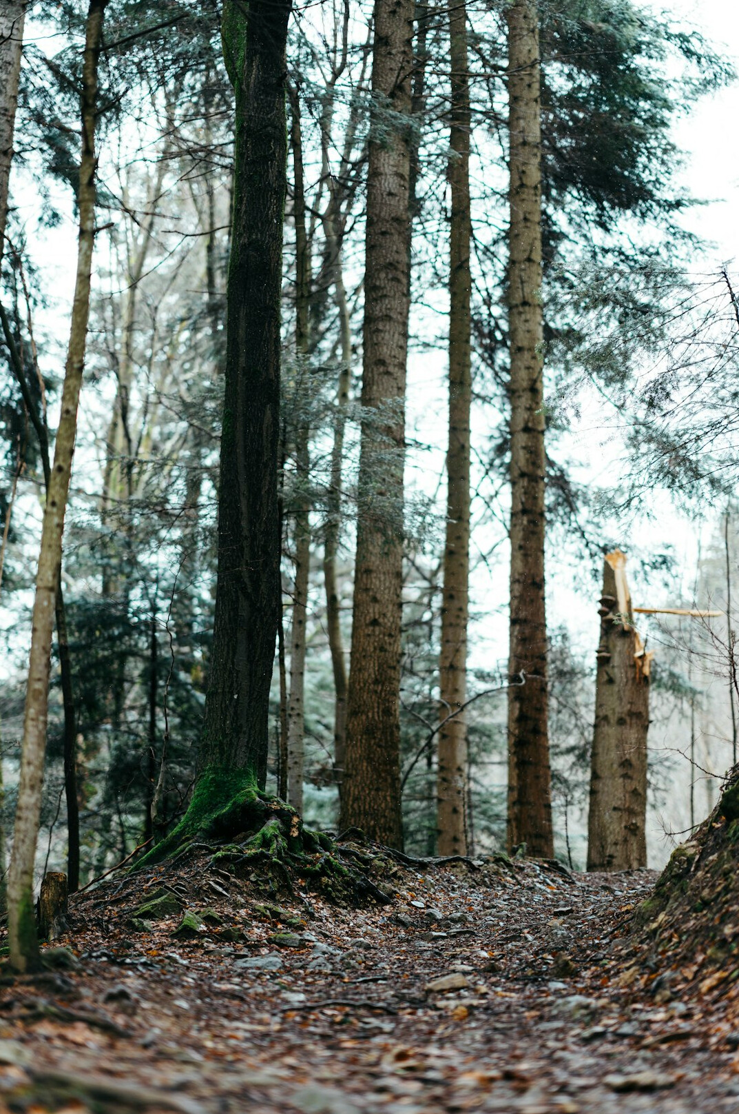 polish forest hiking