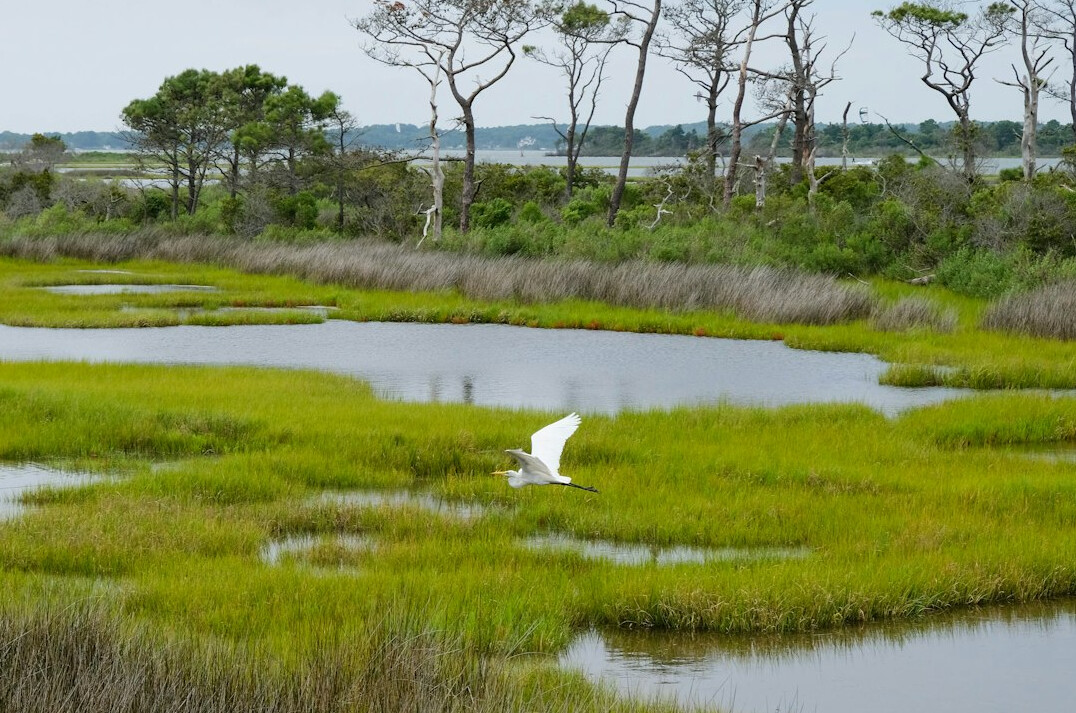 bird watching in wetland