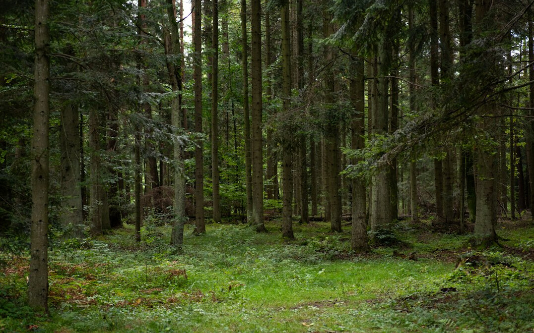 bison in polish forest