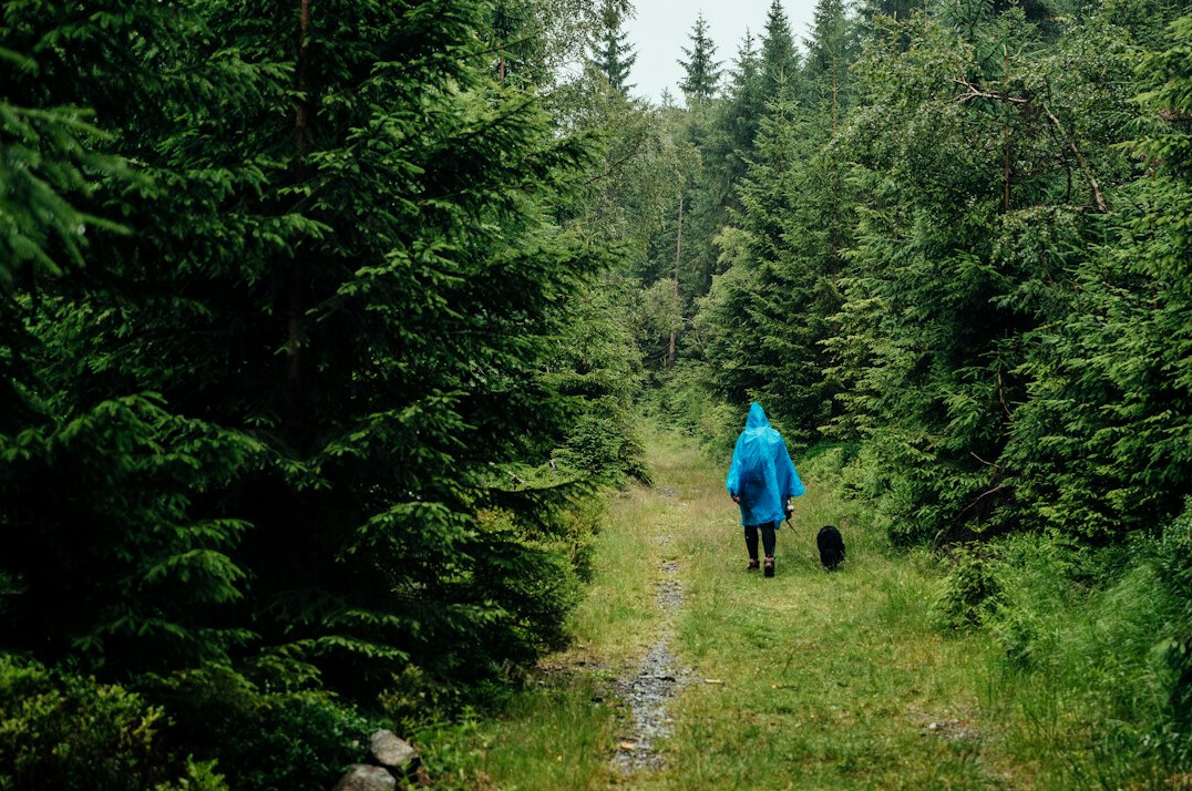 hiking trail in polish forest